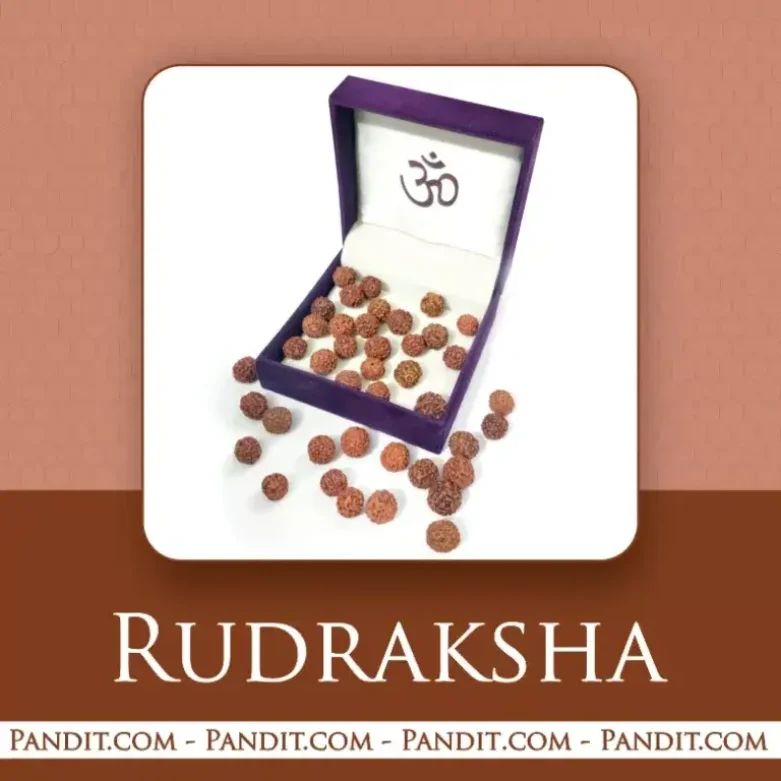 Real Rudraksha